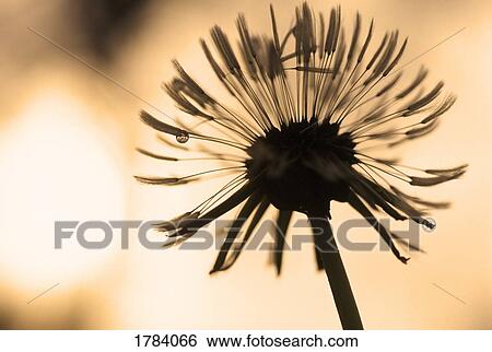 Stock Photograph - Detail of dandelion seeds. Fotosearch