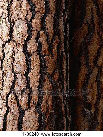 Detail of ponderosa pine tree bark View Large Photo Image Stock Image - Detail of ponderosa pine tree bark. Fotosearch