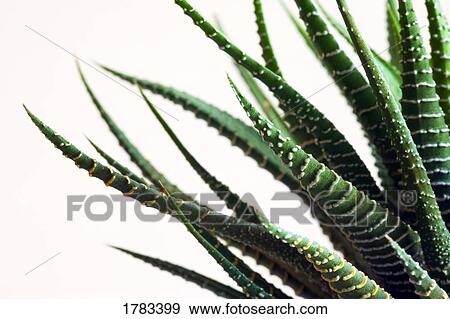 Detail of succulent zebra plant View Large Photo Image Stock Photo - Detail of succulent zebra plant. Fotosearch