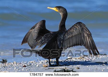 Stock Photo - Double-crested cormorant with wings stretched. Fotosearch