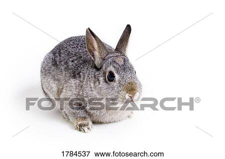 Stock Photo - Easter bunny rabbit. Fotosearch