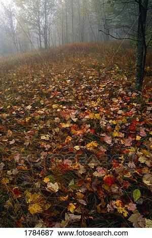 Fallen autumn leaves, forest in mist, Great Smoky Mountain National Park. View Large Photo Image Stock Photo - Fallen autumn leaves, forest in mist, Great Smoky Mountain National Park.. Fotosearch