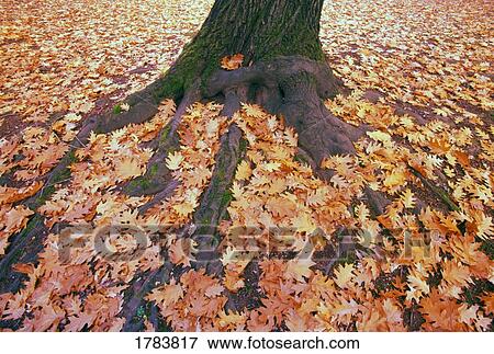 Fallen autumn leaves on mossy tree roots View Large Photo Image Stock Photo - Fallen autumn leaves on mossy tree roots. Fotosearch