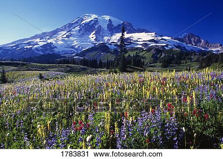 Stock Image - Field of blooming wildflowers in Paradise Park Valley, view of Mount Rainier, Mount Rainier National Park. Fotosearch