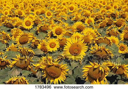 Field of sunflowers View Large Photo Image Stock Photograph - Field of sunflowers. Fotosearch