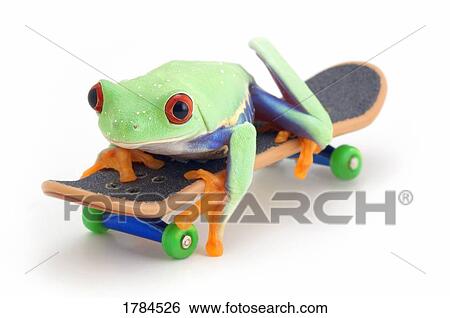 Frog on a skateboard View Large Photo Image Stock Photograph - Frog on a skateboard. Fotosearch