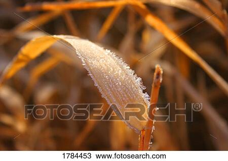 Stock Image - Frost on dead blade of grass. Fotosearch