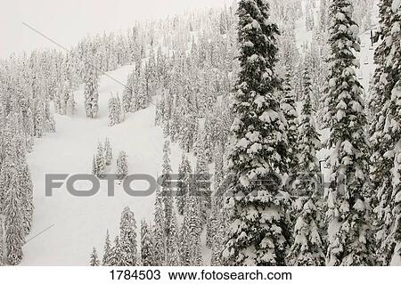 Frosted forest View Large Photo Image Stock Image - Frosted forest. Fotosearch