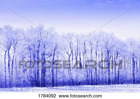 Frosted trees in winter View Large Photo Image Stock Image - Frosted trees in winter. Fotosearch