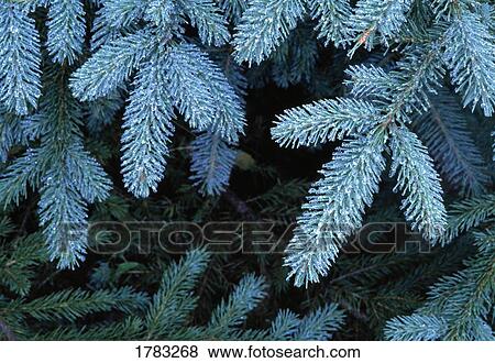 Stock Photo - Frozen pine needles. Fotosearch