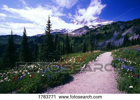 Gravel path through blooming wildflowers, Paradise Park Valley, Mt Rainier National Park View Large Photo Image Stock Image - Gravel path through blooming wildflowers, Paradise Park Valley, Mt Rainier National Park. Fotosearch