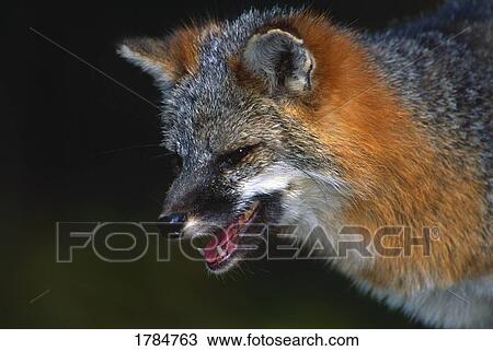 Gray fox with open mouth View Large Photo Image Stock Image - Gray fox with open mouth. Fotosearch