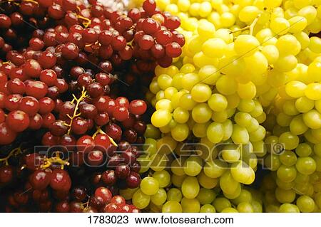 Green and red grapes View Large Photo Image Stock Image - Green and red grapes. Fotosearch