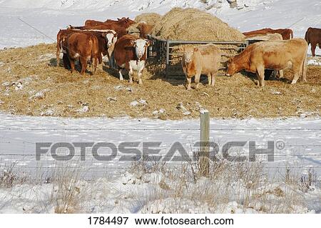 Herd of cattle View Large Photo Image Stock Photo - Herd of cattle. Fotosearch