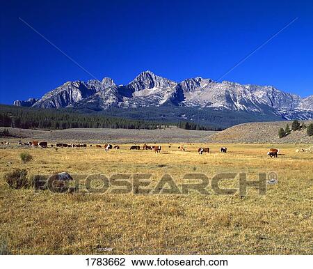 Stock Image - Hereford cattle on rangeland, Sawtooth Range. Fotosearch