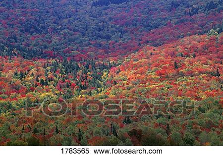 Hillside with autumn trees View Large Photo Image Stock Photography - Hillside with autumn trees. Fotosearch