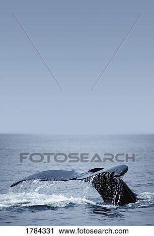 Stock Image - Humpback whale tail fin. Fotosearch
