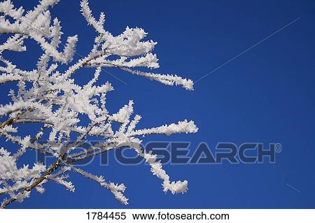 Ice crystals on tree branches View Large Photo Image Stock Photography - Ice crystals on tree branches. Fotosearch