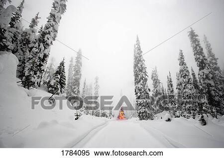 Stock Photography - Illuminated evergreen in middle of forest.. Fotosearch