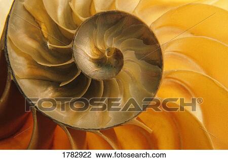 Inside of Nautilus Shell View Large Photo Image Stock Image - Inside of Nautilus Shell. Fotosearch