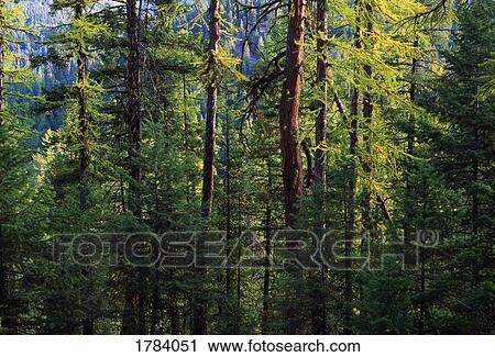 Stock Image - Larch trees in autumn, Colville National Forest.. Fotosearch