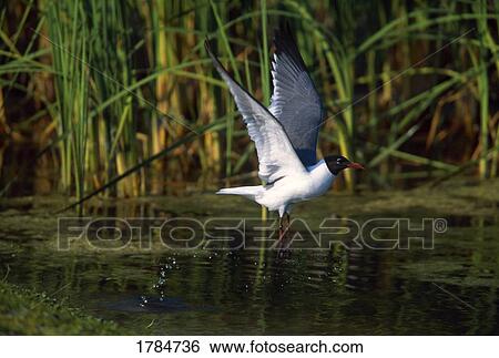 Laughing gull skimming over water View Large Photo Image Stock Photograph - Laughing gull skimming over water. Fotosearch