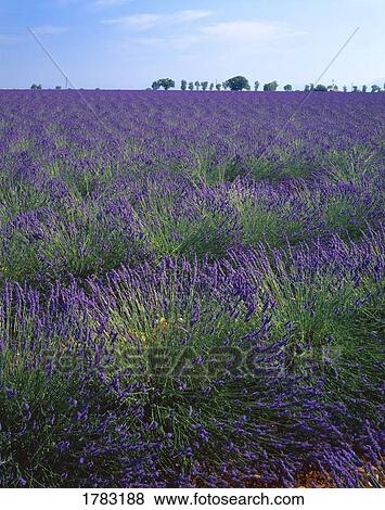 Stock Photo - Lavender field in southern France. Fotosearch