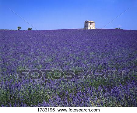 Lavender field in Southern France View Large Photo Image Stock Photograph - Lavender field in Southern France. Fotosearch