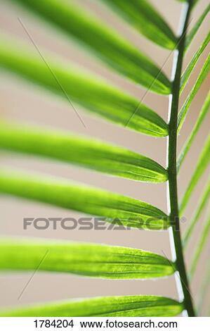 Picture - Leaves branching off a stem. Fotosearch