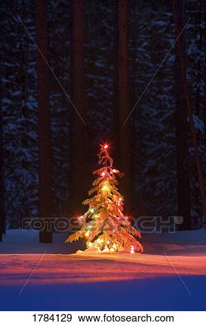 Lit Christmas tree in a Forest View Large Photo Image Stock Photo - Lit Christmas tree in a Forest. Fotosearch