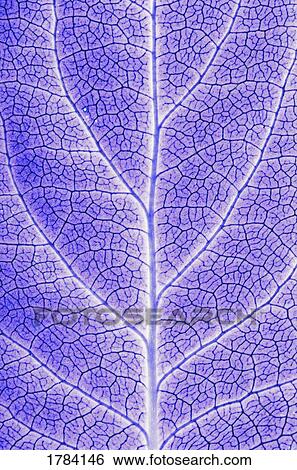 Stock Photograph - Monotone close up of leaf. Fotosearch