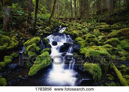 Stock Photograph - Moss-covered rocks in creek with small waterfall, Olympic National Park.. Fotosearch