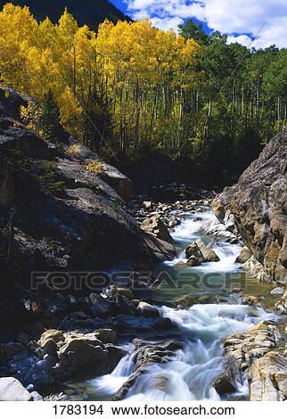 Picture - Mountain stream with autumn aspen trees. Fotosearch