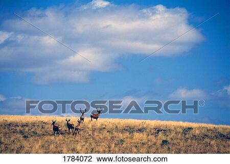 Stock Image - Mule deer bucks, Zumwalt Prairie. Fotosearch