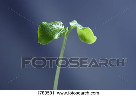 Stock Image - New seedling. Fotosearch
