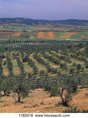 Olive groves and farm fields in La Mancha View Large Photo Image Stock Photo - Olive groves and farm fields in La Mancha. Fotosearch