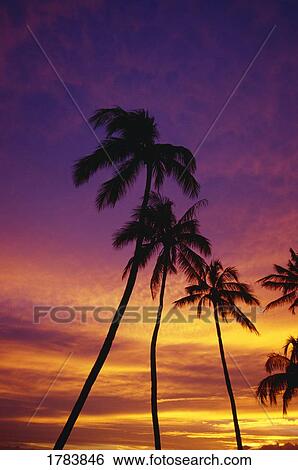 Palm tree silhouettes, sunset, Waikiki Beach View Large Photo Image Stock Photograph - Palm tree silhouettes, sunset, Waikiki Beach. Fotosearch