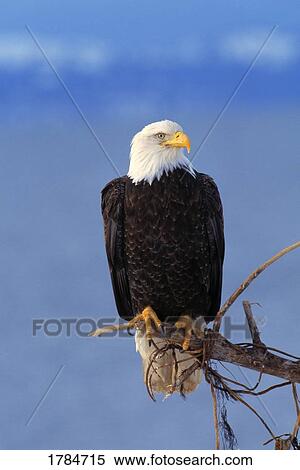 Stock Photography - Perched Bald Eagle. Fotosearch
