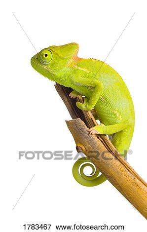 Stock Photo - Pet Veiled Chameleon. Fotosearch