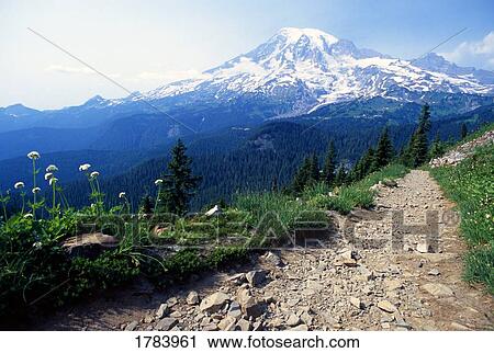 Pinnacle Peak Trail, Mount Rainier National Park View Large Photo Image Stock Image - Pinnacle Peak Trail, Mount Rainier National Park. Fotosearch