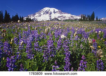 Purple flowers blooming beneath Mount Rainier, Paradise Park Valley View Large Photo Image Stock Photo - Purple flowers blooming beneath Mount Rainier, Paradise Park Valley. Fotosearch