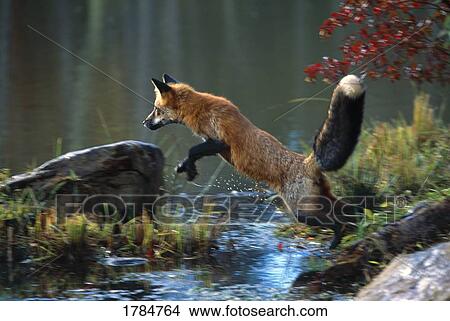 Picture - Red fox jumping. Fotosearch