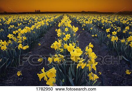 Stock Image - Rows of daffodils. Fotosearch