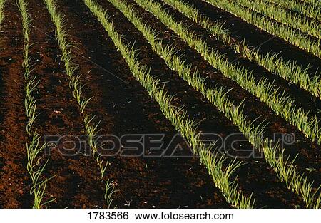 Stock Photograph - Rows of onions. Fotosearch
