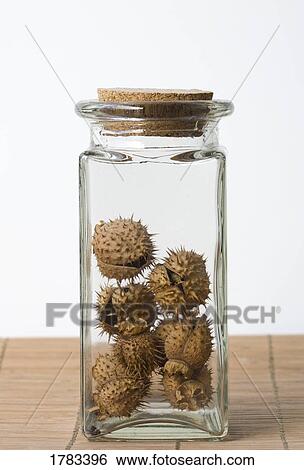 Stock Photograph - Sacred datura seed pods in glass jar. Fotosearch