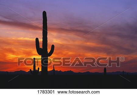 Saguaro cactus at sunset, Picacho Peak State Park View Large Photo Image Stock Image - Saguaro cactus at sunset, Picacho Peak State Park. Fotosearch