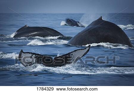 Stock Photo - School of humpback whales. Fotosearch