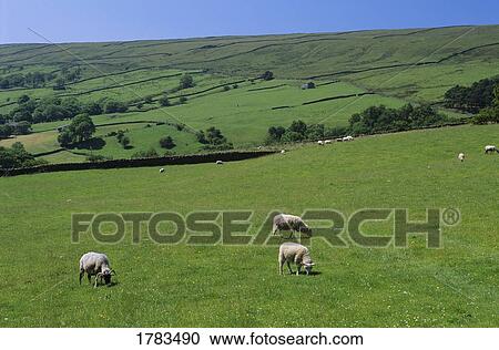 Stock Image - Sheep in Yorkshire Dales National Park. Fotosearch