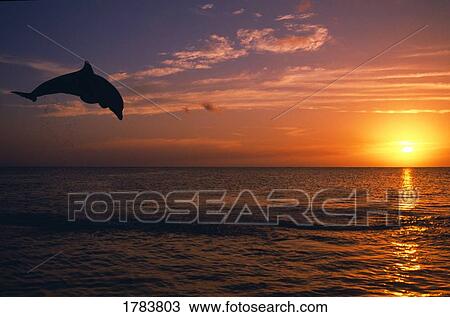 Stock Image - Silhouette of bottlenose dolphin leaping over ocean at sunset, Caribbean Sea. Fotosearch