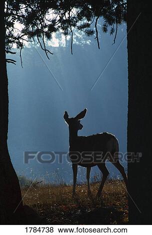 Silhouette of deer View Large Photo Image Stock Photo - Silhouette of deer. Fotosearch